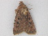  (Xestia AH02Cl - BC ZSM Lep 26850)  @12 [ ] CreativeCommons - Attribution Non-Commercial Share-Alike (2010) Unspecified SNSB, Zoologische Staatssammlung Muenchen