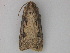 (Agrotis ipsilonAH01Cl - BC ZSM Lep 26853)  @13 [ ] CreativeCommons - Attribution Non-Commercial Share-Alike (2010) Unspecified SNSB, Zoologische Staatssammlung Muenchen