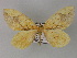  (Gandaritis AH01Bu - BC ZSM Lep 26862)  @14 [ ] CreativeCommons - Attribution Non-Commercial Share-Alike (2010) Unspecified SNSB, Zoologische Staatssammlung Muenchen