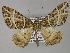  ( - BC ZSM Lep 26867)  @14 [ ] CreativeCommons - Attribution Non-Commercial Share-Alike (2010) Unspecified SNSB, Zoologische Staatssammlung Muenchen