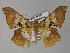  (Krananda AH01Bu - BC ZSM Lep 26874)  @13 [ ] CreativeCommons - Attribution Non-Commercial Share-Alike (2010) Unspecified SNSB, Zoologische Staatssammlung Muenchen
