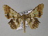  (Krananda AH02Bu - BC ZSM Lep 26875)  @14 [ ] CreativeCommons - Attribution Non-Commercial Share-Alike (2010) Unspecified SNSB, Zoologische Staatssammlung Muenchen