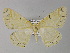  ( - BC ZSM Lep 26877)  @14 [ ] CreativeCommons - Attribution Non-Commercial Share-Alike (2010) Unspecified SNSB, Zoologische Staatssammlung Muenchen