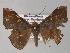  ( - BC ZSM Lep 26878)  @13 [ ] CreativeCommons - Attribution Non-Commercial Share-Alike (2010) Unspecified SNSB, Zoologische Staatssammlung Muenchen
