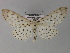  ( - BC ZSM Lep 26895)  @13 [ ] CreativeCommons - Attribution Non-Commercial Share-Alike (2010) Unspecified SNSB, Zoologische Staatssammlung Muenchen
