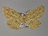  (Parasynegia diffusaria - BC ZSM Lep 26899)  @14 [ ] CreativeCommons - Attribution Non-Commercial Share-Alike (2010) Unspecified SNSB, Zoologische Staatssammlung Muenchen