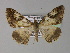  ( - BC ZSM Lep 26908)  @14 [ ] CreativeCommons - Attribution Non-Commercial Share-Alike (2010) Unspecified SNSB, Zoologische Staatssammlung Muenchen