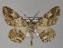  ( - BC ZSM Lep 26917)  @13 [ ] CreativeCommons - Attribution Non-Commercial Share-Alike (2010) Unspecified SNSB, Zoologische Staatssammlung Muenchen