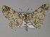  ( - BC ZSM Lep 26918)  @12 [ ] CreativeCommons - Attribution Non-Commercial Share-Alike (2010) Unspecified SNSB, Zoologische Staatssammlung Muenchen