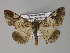  (Gasterocome pannosariaAH01Bu - BC ZSM Lep 26927)  @14 [ ] CreativeCommons - Attribution Non-Commercial Share-Alike (2010) Unspecified SNSB, Zoologische Staatssammlung Muenchen