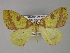  ( - BC ZSM Lep 26929)  @14 [ ] CreativeCommons - Attribution Non-Commercial Share-Alike (2010) Unspecified SNSB, Zoologische Staatssammlung Muenchen