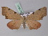  ( - BC ZSM Lep 27411)  @13 [ ] CreativeCommons - Attribution Non-Commercial Share-Alike (2010) Unspecified SNSB, Zoologische Staatssammlung Muenchen