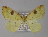  (Opisthograptis tridentifera - BC ZSM Lep 27415)  @14 [ ] CreativeCommons - Attribution Non-Commercial Share-Alike (2010) Unspecified SNSB, Zoologische Staatssammlung Muenchen