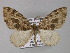  (Pareustroma - BC ZSM Lep 27417)  @14 [ ] CreativeCommons - Attribution Non-Commercial Share-Alike (2010) Unspecified SNSB, Zoologische Staatssammlung Muenchen