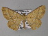  (Parasynegia AH01Bu - BC ZSM Lep 27419)  @14 [ ] CreativeCommons - Attribution Non-Commercial Share-Alike (2010) Unspecified SNSB, Zoologische Staatssammlung Muenchen