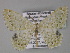  ( - BC ZSM Lep 27420)  @14 [ ] CreativeCommons - Attribution Non-Commercial Share-Alike (2010) Unspecified SNSB, Zoologische Staatssammlung Muenchen