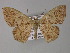  ( - BC ZSM Lep 27421)  @14 [ ] CreativeCommons - Attribution Non-Commercial Share-Alike (2010) Unspecified SNSB, Zoologische Staatssammlung Muenchen