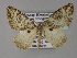  (Eustroma inextricata - BC ZSM Lep 27424)  @14 [ ] CreativeCommons - Attribution Non-Commercial Share-Alike (2010) Unspecified SNSB, Zoologische Staatssammlung Muenchen