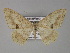  (Luxiaria mitorrhaphesAH01Bu - BC ZSM Lep 27430)  @14 [ ] CreativeCommons - Attribution Non-Commercial Share-Alike (2010) Unspecified SNSB, Zoologische Staatssammlung Muenchen