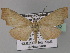  ( - BC ZSM Lep 27432)  @13 [ ] CreativeCommons - Attribution Non-Commercial Share-Alike (2010) Unspecified SNSB, Zoologische Staatssammlung Muenchen
