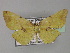  ( - BC ZSM Lep 27435)  @14 [ ] CreativeCommons - Attribution Non-Commercial Share-Alike (2010) Unspecified SNSB, Zoologische Staatssammlung Muenchen