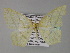  ( - BC ZSM Lep 27438)  @13 [ ] CreativeCommons - Attribution Non-Commercial Share-Alike (2010) Unspecified SNSB, Zoologische Staatssammlung Muenchen