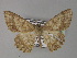  ( - BC ZSM Lep 27442)  @13 [ ] CreativeCommons - Attribution Non-Commercial Share-Alike (2010) Unspecified SNSB, Zoologische Staatssammlung Muenchen