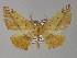  ( - BC ZSM Lep 27447)  @14 [ ] CreativeCommons - Attribution Non-Commercial Share-Alike (2010) Unspecified SNSB, Zoologische Staatssammlung Muenchen