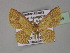  (Psilocambogia - BC ZSM Lep 27454)  @14 [ ] CreativeCommons - Attribution Non-Commercial Share-Alike (2010) Unspecified SNSB, Zoologische Staatssammlung Muenchen