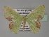  (Comibaena integranota - BC ZSM Lep 27461)  @14 [ ] CreativeCommons - Attribution Non-Commercial Share-Alike (2010) Unspecified SNSB, Zoologische Staatssammlung Muenchen