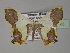  ( - BC ZSM Lep 27465)  @12 [ ] CreativeCommons - Attribution Non-Commercial Share-Alike (2010) Unspecified SNSB, Zoologische Staatssammlung Muenchen