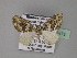  (Electrophaes aliena - BC ZSM Lep 27473)  @14 [ ] CreativeCommons - Attribution Non-Commercial Share-Alike (2010) Unspecified SNSB, Zoologische Staatssammlung Muenchen