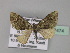  ( - BC ZSM Lep 27474)  @13 [ ] CreativeCommons - Attribution Non-Commercial Share-Alike (2010) Unspecified SNSB, Zoologische Staatssammlung Muenchen