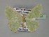  (Comibaena delineata - BC ZSM Lep 27481)  @14 [ ] CreativeCommons - Attribution Non-Commercial Share-Alike (2010) Unspecified SNSB, Zoologische Staatssammlung Muenchen