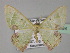 (Comibaena pictipennisAH01Bu - BC ZSM Lep 27484)  @14 [ ] CreativeCommons - Attribution Non-Commercial Share-Alike (2010) Unspecified SNSB, Zoologische Staatssammlung Muenchen