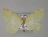  (Opisthograptis AH01Bu - BC ZSM Lep 27487)  @13 [ ] CreativeCommons - Attribution Non-Commercial Share-Alike (2010) Unspecified SNSB, Zoologische Staatssammlung Muenchen