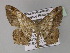  ( - BC ZSM Lep 27489)  @14 [ ] CreativeCommons - Attribution Non-Commercial Share-Alike (2010) Unspecified SNSB, Zoologische Staatssammlung Muenchen