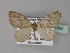  (Heterothera AH01Bu - BC ZSM Lep 27492)  @14 [ ] CreativeCommons - Attribution Non-Commercial Share-Alike (2010) Unspecified SNSB, Zoologische Staatssammlung Muenchen