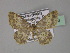  (Peratophyga hyalinata - BC ZSM Lep 27493)  @14 [ ] CreativeCommons - Attribution Non-Commercial Share-Alike (2010) Unspecified SNSB, Zoologische Staatssammlung Muenchen