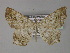  (Oxymacaria temeraria - BC ZSM Lep 27497)  @14 [ ] CreativeCommons - Attribution Non-Commercial Share-Alike (2010) Unspecified SNSB, Zoologische Staatssammlung Muenchen