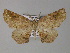  (Garaeus albipunctaAH01Bu - BC ZSM Lep 27498)  @14 [ ] CreativeCommons - Attribution Non-Commercial Share-Alike (2010) Unspecified SNSB, Zoologische Staatssammlung Muenchen