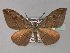  (Hypochrosis amaurospila - BC ZSM Lep 27500)  @14 [ ] CreativeCommons - Attribution Non-Commercial Share-Alike (2010) Unspecified SNSB, Zoologische Staatssammlung Muenchen