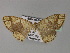 ( - BC ZSM Lep 27501)  @13 [ ] CreativeCommons - Attribution Non-Commercial Share-Alike (2010) Unspecified SNSB, Zoologische Staatssammlung Muenchen