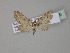  ( - BC ZSM Lep 27526)  @11 [ ] CreativeCommons - Attribution Non-Commercial Share-Alike (2010) Unspecified SNSB, Zoologische Staatssammlung Muenchen