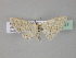  ( - BC ZSM Lep 27527)  @11 [ ] CreativeCommons - Attribution Non-Commercial Share-Alike (2010) Unspecified SNSB, Zoologische Staatssammlung Muenchen