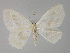  ( - BC ZSM Lep 27533)  @14 [ ] CreativeCommons - Attribution Non-Commercial Share-Alike (2010) Unspecified SNSB, Zoologische Staatssammlung Muenchen