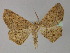  ( - BC ZSM Lep 27548)  @11 [ ] CreativeCommons - Attribution Non-Commercial Share-Alike (2010) Unspecified SNSB, Zoologische Staatssammlung Muenchen