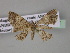  ( - BC ZSM Lep 27557)  @11 [ ] CreativeCommons - Attribution Non-Commercial Share-Alike (2010) Unspecified SNSB, Zoologische Staatssammlung Muenchen