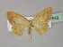  ( - BC ZSM Lep 27559)  @11 [ ] CreativeCommons - Attribution Non-Commercial Share-Alike (2010) Unspecified SNSB, Zoologische Staatssammlung Muenchen