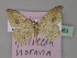  ( - BC ZSM Lep 27560)  @11 [ ] CreativeCommons - Attribution Non-Commercial Share-Alike (2010) Unspecified SNSB, Zoologische Staatssammlung Muenchen